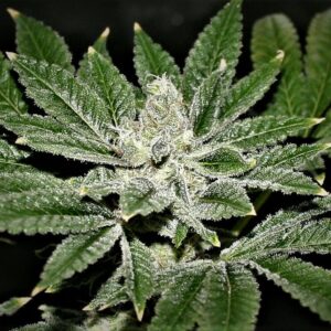 Buttered Cowbell F1 (More Cowbell x Texas Butter) 10 Regular Seeds