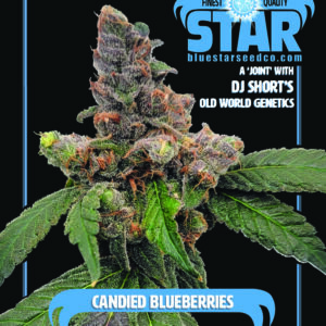 Candied Blueberries F1 (Zkittlez x 1998 F4 Blueberry S1) 4 Feminized Seeds