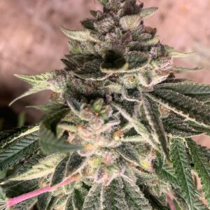CoCo Huffs F2 (Chocolope F3 x Glue Sniffer BX3) 10 Regular Seeds