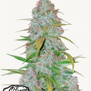 Californian Snow Auto 3 Feminized Autoflower Seeds
