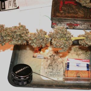 Campbell County Cheese F1 (Cheeselicious x 710 Stilton Cheese) 10 Feminized Seeds