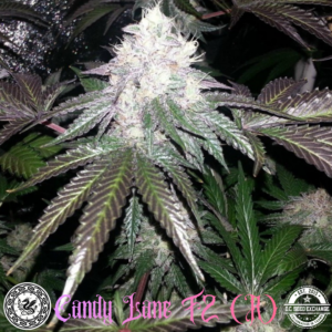 Candy Lane F2 (Candyland x GMO) x I-95) 10 Regular Seeds