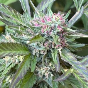 Can't Quit You F3 (Gelato #41 x Sunset Sherbet BX1) 10 Regular Seeds