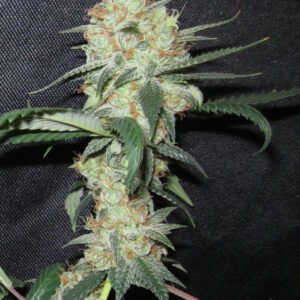 Chaka Kahn F1 (LA Confidential x Chocolate Rain) 10 Regular Seeds
