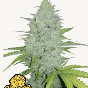 Cheese Auto 3 Feminized Autoflower Seeds