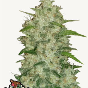 Chemdawg Auto 3 Feminized Autoflower Seeds