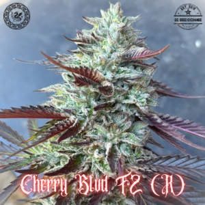 Cherry Blvd F2 (Rozay F3 x I-95) 10 Regular Seeds