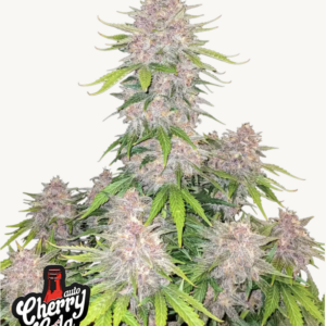 Cherry Cola Auto 3 Feminized Autoflower Seeds