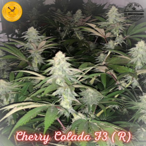 Cherry Colada F3 ([Pineapple Kush x Gelato #25/Dosidos #22] x Cherry Coconut F3) 10 Regular Seeds