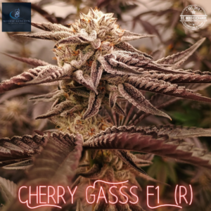 Cherry Gasss F1 ([Very Cherry F3 x Magnum Opus F11] x White OG F3) 10 Regular Seeds