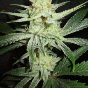 Chicken Dinner F1 (Meltdown x Fireballs) 10 Regular Seeds