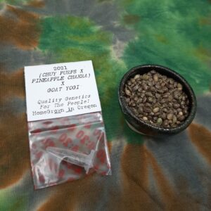 Chuy Purps x Pineapple Chakra x Goat Yogi F1 15 Regular Seeds