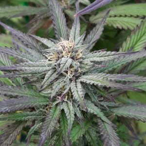 Chuy Purps X Pineapple Chakra 10 Regular Seeds
