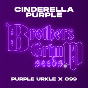 Cinderella Purple ([Purple Urkle x C99] x Cinderella 99) 9 Feminized Seeds