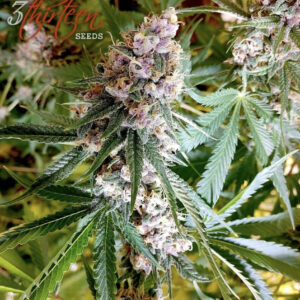 Citrus MILF F1 (Mothers Milk x Plemon) 7 Feminized Seeds