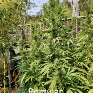 War Bird (Romulan x Colombian) 10 Regular Seeds