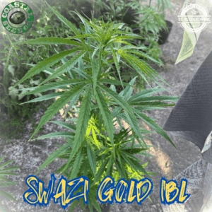 Swazi Gold IBL 10 Regular Seeds