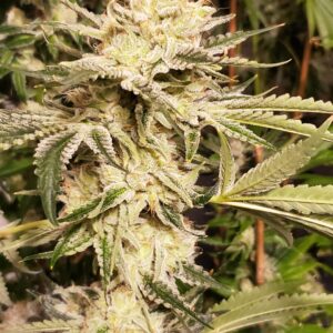 Copper Orgi F2 (Orgi x Copper Chem) 10 Regular Seeds