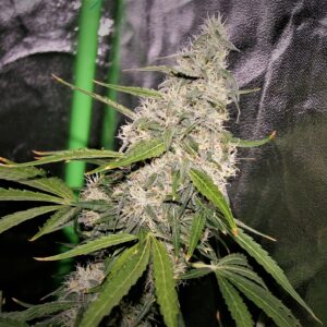 Cordelia Chase F1 (Brother's Grimm Apollo XX x Purple Banana Cake) 6 Feminized Seeds