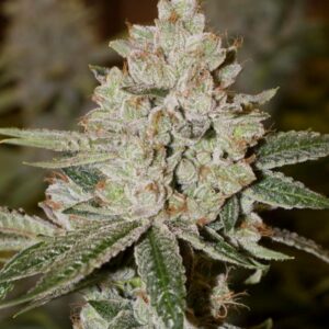 De-Railed F2 (Arcata Trainwreck 'cut-only' x Vanilla Frosting F2) 10 Regular Seeds