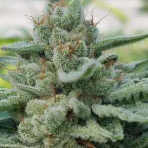 Diesel Sniffer F3 (Glue Sniffer BX3 x Rebel Sour F3) 10 Regular Seeds