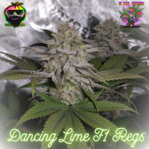 Dancing Lime F1 (Baja Blast x Chernobyl) 10 Regular Seeds