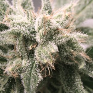 Deacon Blues F1 (Blueberry Hashplant x Big Detroit Energy) 10 Feminized Seeds