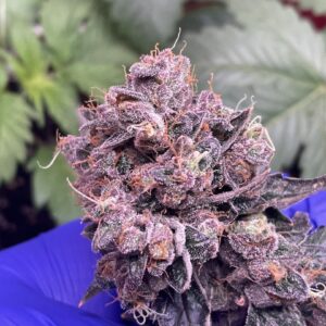 Dirty Martini F1 10 Feminized Seeds