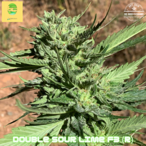 Double Sour Lime F3 (Amherst Sour Diesel F3 x Sour Jamaican Lime F3) 10 Regular Seeds