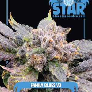 Family Blues v3 F1 (Blueberry F4 x Blue Star) 4 Feminized Seeds