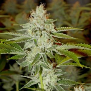 Flash Burns F3 (Humboldt Sour Diesel 'cut-only' x Glue Sniffer BX3) 10 Regular Seeds