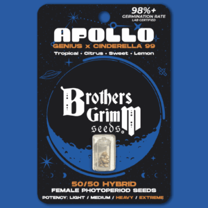 Apollo (Genius x Cinderella 99) 3 Feminized Seeds