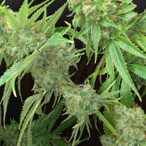 Fiona's Crack F1 (Black Raspberry [Goji x Wookie] x Jelly Pie) 10 Regular Seeds