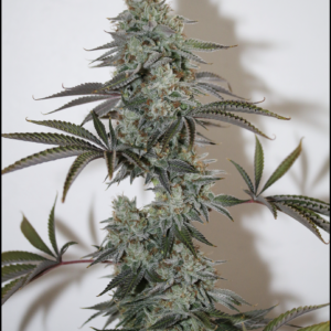Flamethrower F1 (Bazooka Joe G x Wicked Purple) 7 Regular Seeds