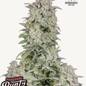 Forbidden Runtz Auto 3 Feminized Autoflower Seeds