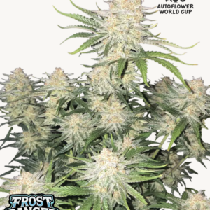Frostbanger Auto 3 Feminized Autoflower Seeds