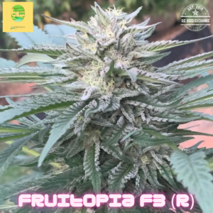 Fruitopia F3 (Nor-Cal Pineapple Thai IBL x Sour Jamaican Lime F3) 10 Regular Seeds