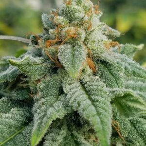Glue Sniffer BX4 (Gorilla Glue #4 ‘Cut-Only’ x Glue Sniffer BX3) 10 Regular Seeds