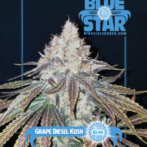 Grape Diesel Kush F1 10 Regular Seeds