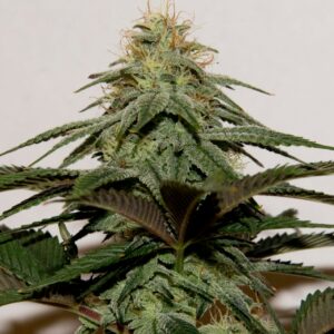 Gas Mask F2 (Gas Breath ‘cut-only’ x Rebel Sour F3) 10 Regular Seeds