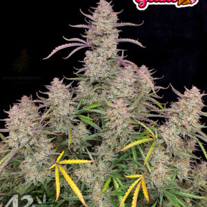 Gelato Auto 3 Feminized Autoflower Seeds