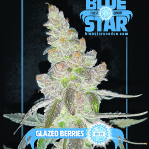 Glazed Berries F1 (GMO x DJ Short F4 Blueberry) 13 Regular Seeds