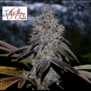 Glueberry Hashplant F1 (Blueberry Hashplant x Monkey Juice BX1) 7 Feminized Seeds