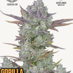 Gorilla Cookies Auto 3 Feminized Autoflower Seeds