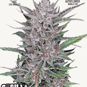 Gorilla Punch Auto 3 Feminized Autoflower Seeds