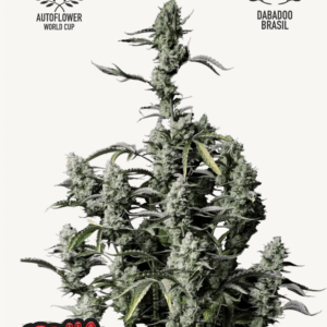 Gorilla Zkittlez Auto 3 Feminized Autoflower Seeds