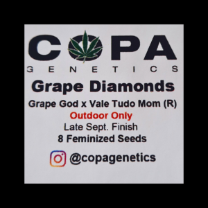 Grape Diamonds (Grape God x Vale Tudo Mom) 8 Feminized Seeds
