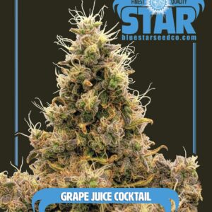 Grape Juice Cocktail F1 6 Feminized Seeds