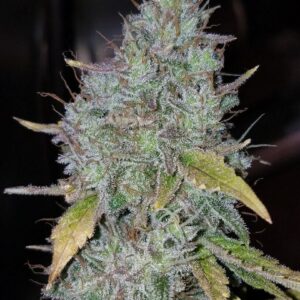 GrapeZilla F1 (Bridezilla x [GG#4 x Sour Grapes]) 10 Regular Seeds