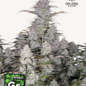 Green Crack Auto 3 Feminized Autoflower Seeds